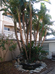 The Granger House in Indian Rocks Beach Florida offers 4 suites for Florida Vacation Rentals on the whilte sand beaches of the Gulf of Mexico close to Tampa, Clearwater and St. Petesburg
